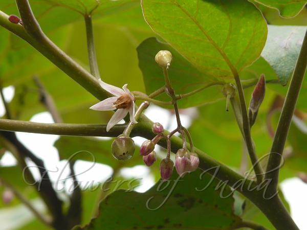 Tree Tomato